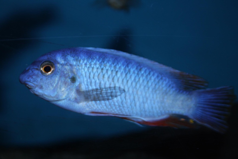 Labeotropheus fuelleborni 'Thumbi West Island'
